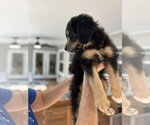 Puppy Gin Aussiedoodle