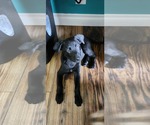 Small #3 Labrador Retriever Mix