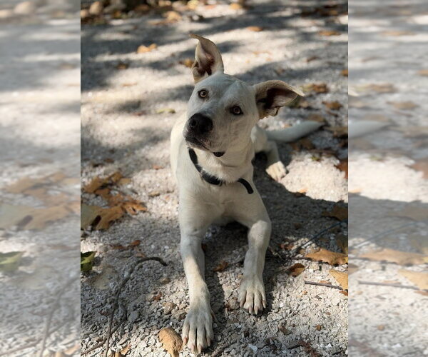 Medium Photo #1 Mutt Puppy For Sale in Bolivar, MO, USA