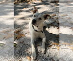 Red - Male Mutt Dog for Adoption - Small photo