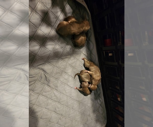 Medium Photo #1 French Bullhuahua Puppy For Sale in MORRIS, AL, USA