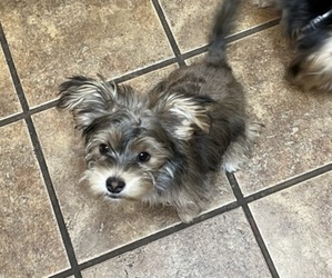 Morkie-Yorkshire Terrier Mix Puppy for sale in FAIRFIELD, CA, USA