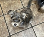 Small Morkie-Yorkshire Terrier Mix