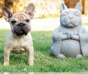 French Bulldog Puppy for sale in NAPERVILLE, IL, USA