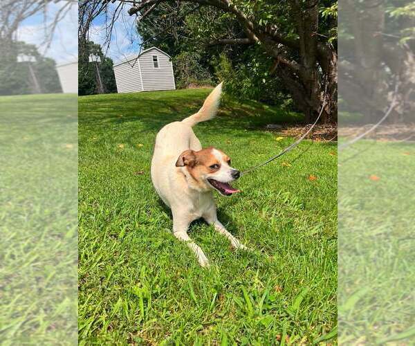 Medium Photo #4 Mutt Puppy For Sale in Candler, NC, USA