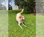 Small #3 Mutt