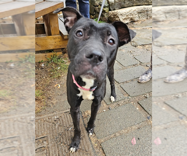Medium Photo #1 American Pit Bull Terrier-Labrador Retriever Mix Puppy For Sale in Brewster, NY, USA