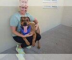 Brake Pad - Male Mutt Dog for Adoption - Small photo