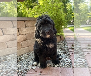 Medium Bernedoodle