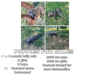 Bullypit Puppy for sale in SAINT LOUIS, MO, USA
