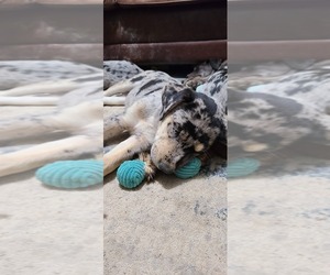 Catahoula Leopard Dog-Siberian Husky Mix Puppy for sale in HARTFORD, WI, USA