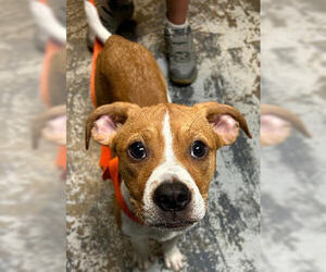 Boxer-Unknown Mix Dogs for adoption in Minneapolis, MN, USA