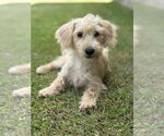 Small #5 Mutt