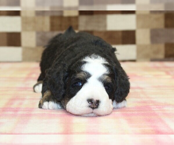 Medium Photo #2 Bernedoodle (Miniature) Puppy For Sale in DENVER, PA, USA