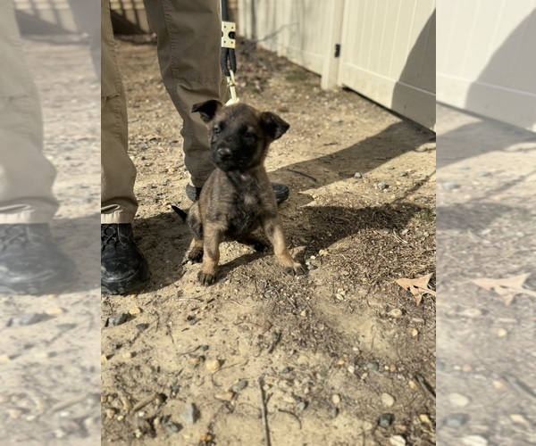 Medium Photo #14 German Malinois Puppy For Sale in FREDERICKSBURG, VA, USA