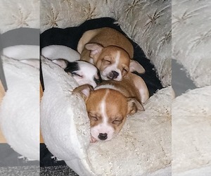 Chihuahua Puppy for sale in BOAZ, AL, USA