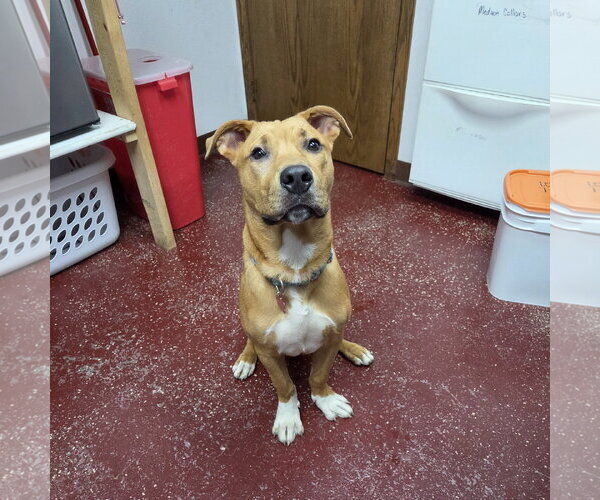 Medium Photo #3 Mutt Puppy For Sale in Fargo, ND, USA
