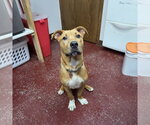 Small Photo #3 Mutt Puppy For Sale in Fargo, ND, USA