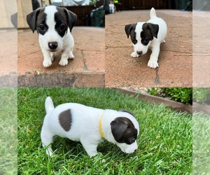 Jack Russell Terrier Puppy for sale in CARMICHAEL, CA, USA