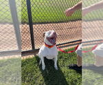 Small #13 American Pit Bull Terrier Mix