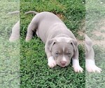 Small Photo #9 American Bully Puppy For Sale in EDON, OH, USA