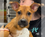 Small #3 Retriever  Mix