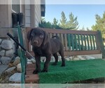 Small Photo #2 Labrador Retriever Puppy For Sale in SANTA CLARITA, CA, USA