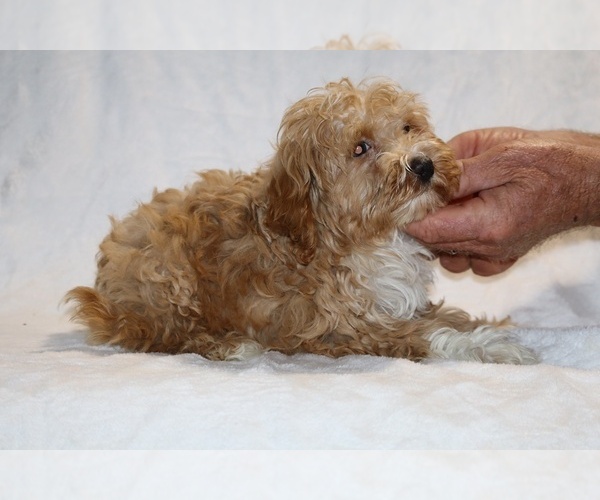 Medium Photo #12 Cockapoo (Miniature) Puppy For Sale in DYERSBURG, TN, USA