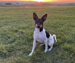Ranger - Male Rat Terrier Puppy for Sale - Small photo