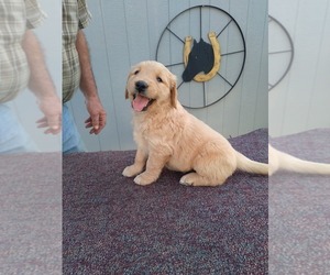 Golden Retriever Puppy for sale in APPLE CREEK, OH, USA
