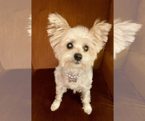 Medium Photo #1 Mutt Puppy For Sale in Allentown,, PA, USA