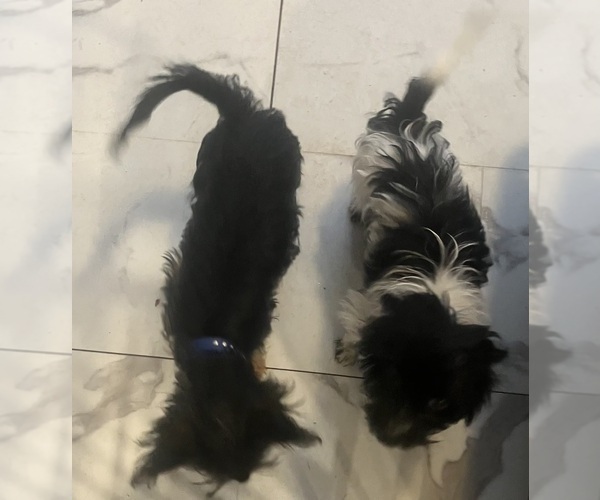 Medium Photo #6 Biewer Terrier Puppy For Sale in POTTSTOWN, PA, USA