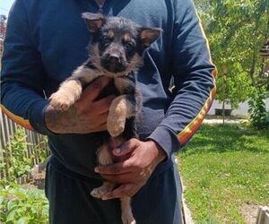 German Shepherd Dog Puppy for sale in ALEXANDRIA, VA, USA