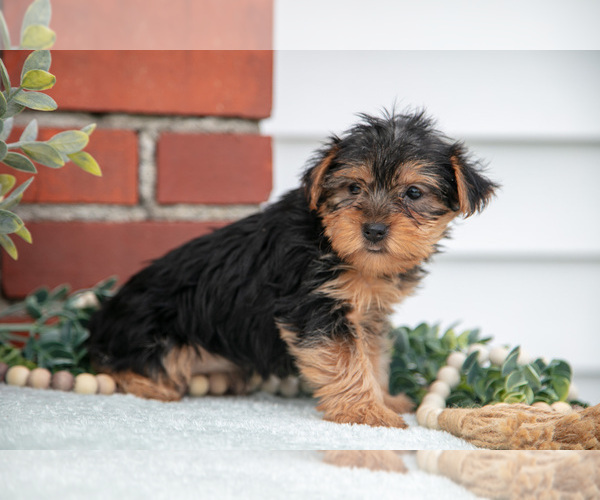 Medium Photo #3 Yorkshire Terrier Puppy For Sale in MONROE, IN, USA