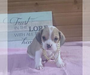 Beabull-Bulldog Mix Puppy for sale in ARTHUR, IL, USA