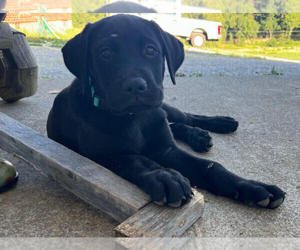 Medium Photo #5 Labrador Retriever Puppy For Sale in FINCASTLE, VA, USA