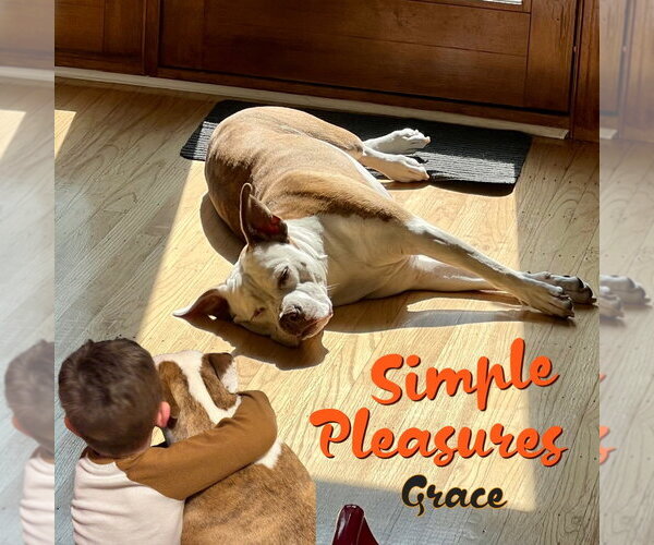 Medium Photo #11 Mutt Puppy For Sale in Mount Laurel, NJ, USA