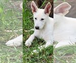 Small #10 Great Pyrenees Mix