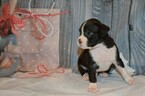 Small Photo #39 Boxer Puppy For Sale in CHILHOWEE, MO, USA