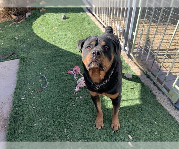 Medium Photo #2 Rottweiler Puppy For Sale in Gilbert, AZ, USA