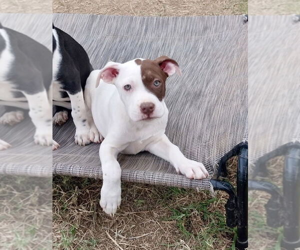 Medium Photo #7 Boxer-Unknown Mix Puppy For Sale in Mooresville, NC, USA