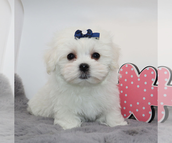Medium Photo #1 Maltese Puppy For Sale in LOS ANGELES, CA, USA