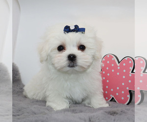 Maltese Puppy for sale in LOS ANGELES, CA, USA