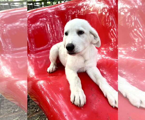 Medium Photo #2 Great Pyrenees Puppy For Sale in Spring, TX, USA