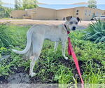 Small Catahoula Leopard Dog Mix