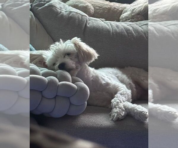 Medium Photo #5 Labradoodle-Maltese Mix Puppy For Sale in LOS ANGELES, CA, USA