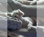 Small #4 Labradoodle-Maltese Mix