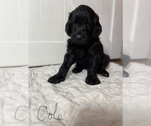 Goldendoodle Puppy for sale in GOLDSBY, OK, USA