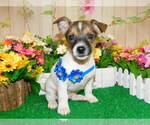 Small Photo #5 Jack-Rat Terrier Puppy For Sale in HAMMOND, IN, USA