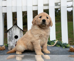 Small Photo #15 Golden Retriever Puppy For Sale in HOLMESVILLE, OH, USA